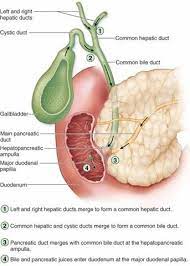 Pin By Alshimaa Radwan On Micro Human Body Anatomy Body Anatomy Medical Anatomy