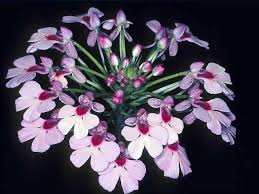 Image result for Cynorkis debilis