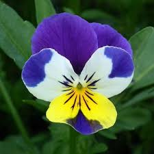 Yemek yapmak bir gereklilik olduğu kadar da güzel bir hobidir. Tohumcumm Dev Isvicre Meneksesi Tohumu Menekse Cicek Tohumu Fiyati