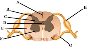 A backbone or core network is a part of a computer network which interconnects networks, providing a path for the exchange of information between different lans or subnetworks. Draw A Labelled Diagram Of T S Of Spinal Cord