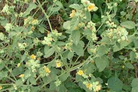 Image result for Sida veronicifolia
