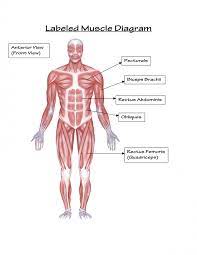 Muscle anatomy quiz for anatomy and physiology! Labelled Diagram Of Muscles In The Body Types Of Muscles In The Body Ariani S Journal