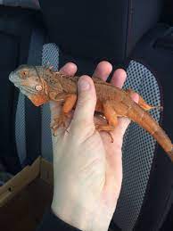 Spike My El Salvador Red Iguana Iguana Pets Animals