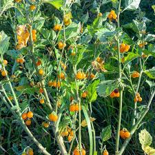 Image result for Solanum villosum