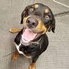 Come visit us today, or scheduie an appointment to meet one of our amazing animais who are in foster care! Https Encrypted Tbn0 Gstatic Com Images Q Tbn And9gcqawtfp 4achnbnjflm6 6tepoaifoq2df Ew0bt2br0xucnlbt Usqp Cau
