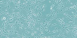 This is particularly important for genetic modification, where a novel gene may be inserted into a cell. Human Primary Cells Versus Cell Lines Differences And Advantages Promocell