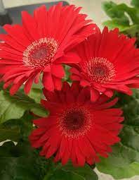 Pin By April Lagarde Colaway On 22 Flores Verduras Etc Amazing Flowers Beautiful Flowers Pretty Flowers