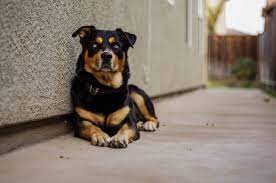 These dogs generally have generally, the rottweiler husky mix will grow up to be between 21 and 26 inches in height, and they usually weigh somewhere between 50 and 100 pounds. 9 Things To Know Before Buying A Rottweiler Husky Mix Rottsky Pawleaks