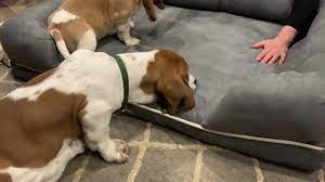 Basset Hound Puppies Review New Memory Foam Dog Bed Youtube