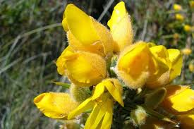 Image result for Ulex