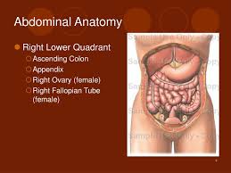 Abdominal muscle anatomy female, anatomy of female abdominal muscles, anatomy of female anterior abdominal wall, female abdominal anatomy pictures, female anatomy abdominal area, human. Ppt Abdominal Pain Powerpoint Presentation Free Download Id 3094584