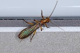 Image result for Perlidae