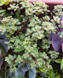 Image result for Crassula expansa