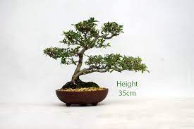 Maybe you would like to learn more about one of these? Azalea Flowering Bonsai Tree Number 617 All Things Bonsai