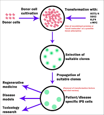 Competent cells are bacterial cells commonly used for transformation. Somatic Cell Transformation Into Ips Cells Possible Future Download Scientific Diagram