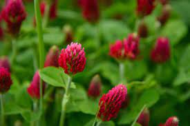 Botanical flowers flowers nature wild flowers flower fairies my flower flower power romantic flowers beautiful flowers clover field. Lush Red Clover Flowers 1987156 Stock Photo At Vecteezy