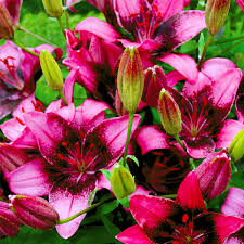 The composition corresponds to that described in the characteristics Purple Dream Lily Naturehills Com