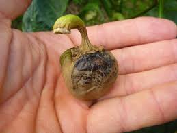 Image result for Walnut blight