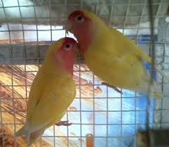 African Love Birds For Sale Pimpri Chinchwad Free Classified Ads