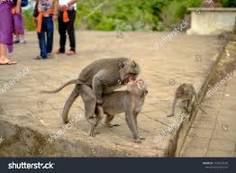 Monkey Sex Park Stock Photo 1233729928 | Shutterstock