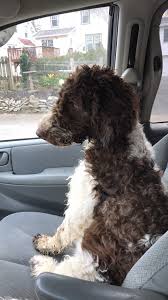 He is a f1b goldendoodle ready to venture off to his forever home. Maple Hill Goldendoodles Home
