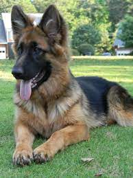 Cute King Shepherd Dog Photo German Shepherd Dogs King Shepherd Shepherd Dog