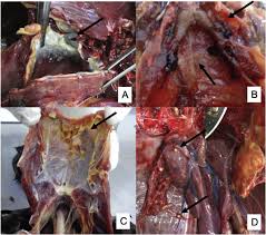 Aspergillosis is an infection caused by a type of mold (fungus). Aspergillosis In Free Ranging Aquatic Birds Sciencedirect