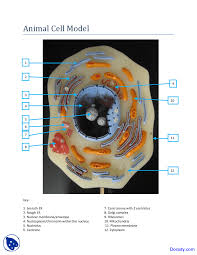 Check spelling or type a new query. Animal Cell Model Human Anatomy Handout Docsity