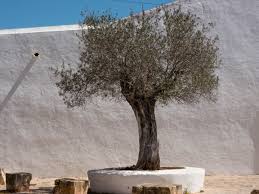 Olivenbaum Pflanzen Olivenbaum Schneiden Olivenbaum Mediterraner Garten