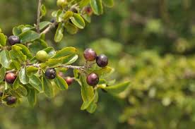Image result for Flacourtia indica