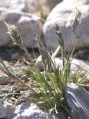 Image result for Enneapogon desvauxii