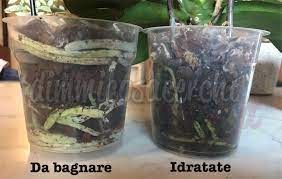 Le orchidee infatti hanno una forte avversione per il cloro, il carbonato di calcio ed il magnesio. Orchidee Come Curarle E Mantenerle Bene Consigli Facili Ed Efficaci