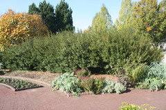 The wax myrtle tree or shrub is often used for a fast growing hedge or privacy screen and may be used singly as an attractive specimen plant in the ya Southern Wax Myrtle Full Size