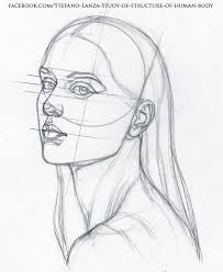 If you look at an artist like harry carmean you can see that while he sometimes is only drawing counters of the body, he is clearly thinking about the 3d. Https Www Facebook Com Stefano Lanza Study Of Structure Of Human Body 1479159998770051 Ref Bookmarks He Anatomy Sketches Anatomy Drawing Human Body Drawing