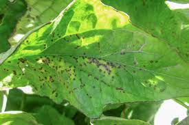 Image result for tomato seedling xanthomonas vesicatoria