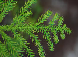 Image result for Araucaria cunninghamii