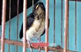 About press copyright contact us creators advertise developers terms privacy policy & safety how youtube works test new features press copyright contact us creators. U 10 Bf Jakarta Cetak Albarkah Jr Generasi Baru Murai Batu Koleksi Om Andre Kemang Https Mediaagrobur Com