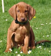 If a vizsla sounds perfect for you, then you need to know how much they cost. Vizsla Google Images Vizsla Puppies Vizsla Puppies
