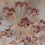 Image result for Steganotaenia