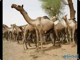 فوائد بول الابل للشعر