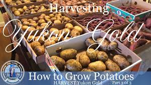 Also, see tips on how to store potatoes to keep them fresh—and some homemade potato recipes. How To Grow Potatoes Harvest Yukon Gold Potatoes Youtube
