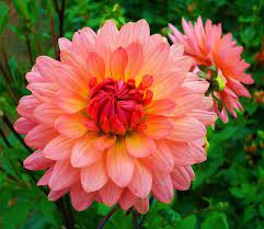 Mexican Natl Flowerthe Dahlia Is Mexico S National Flower It S Bright Colors Definitely Represent The Most Beautiful Flowers Beautiful Flowers Amazing Flowers