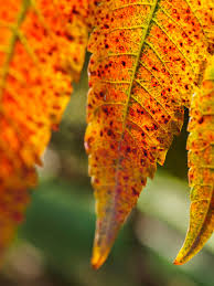 În prezent, pozele le păstrăm online sau pe stickuri rătăcite și ne uităm rar la ele, indiferent dacă sunt postate în albume pe. 5 Idei Pentru Fotografii De ToamnÄƒ Superbe InvaÈ›Äƒ Fotografie Online