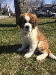 The Most Beautiful 3 Month Old Saint Bernard Puppy My Girl Molly Dogs Pets Dog Adopt Love Cute Animals Puppy Cute Dogs St Bernard Puppy Beautiful Dogs