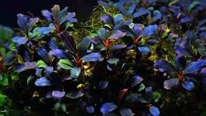 Anubias bisa menjadi salah satu tanaman co2 yang bisa kamu coba untuk mempercantik aquascape. Bucephalandra Tanaman Air Bernilai Tinggi Yang Pas Untuk Aquascape Klik Hijau