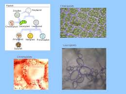 (1) nucleolus (2) nucleus (3) ribosome (4) vesicle (5) rough. Plant Cell Functions The Nucleus The Nucleus Is