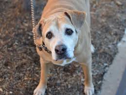 Pin On Attn Pit Bull Rescues Please Save