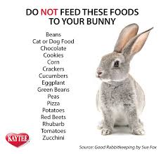 Keep Your Loved Pet Rabbit Safe Read This List Of Foods To Never Feed To Your Rabbit Rabbits Pets Please Alway Pet Rabbit Care Pet Bunny Rabbits Bunny Care