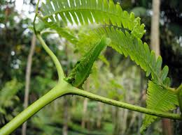 Image result for Gleicheniaceae