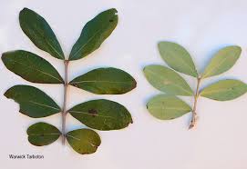 Image result for Olinia rochetiana